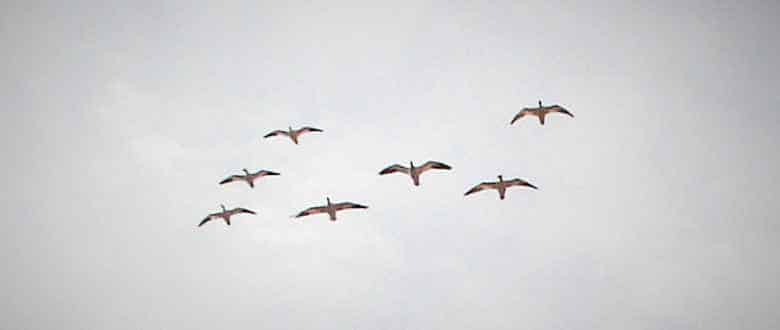snow-geese-decoying