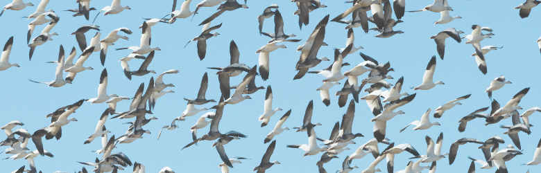 2019-waterfowl-forecast