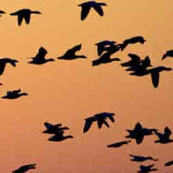 2019-waterfowl-population-survey