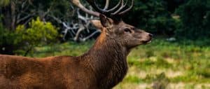 best game camera 2019