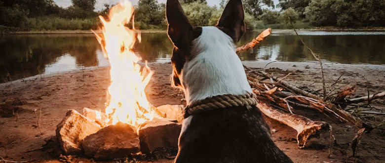 why-do-campsites-charge-for-dogs