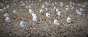 Snow-Goose-Spread-Layout
