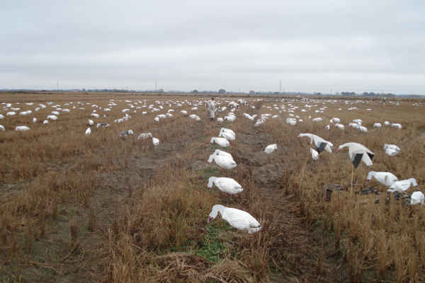 fall-snow-goose-hunting-tips