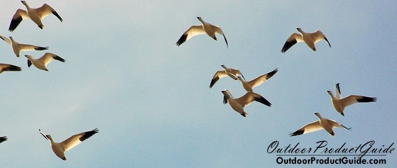 How to Hunt Snow Geese Without Decoys