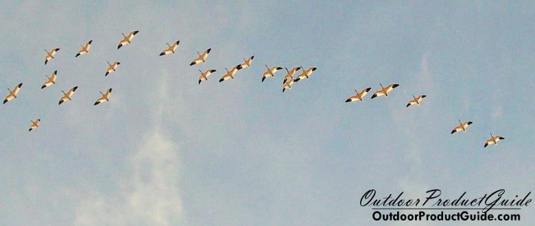 hunting-snow-geese-without-decoys