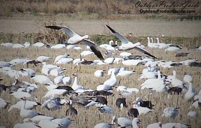 snow-geese-feeding