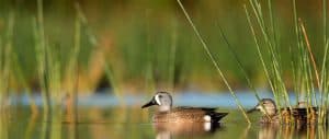 items-needed-for-waterfowl-hunting blue winged teal