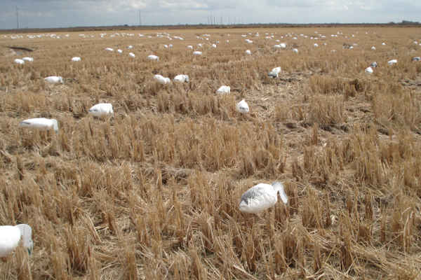 killer-snow-goose-spreads