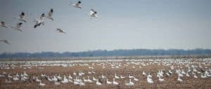 snow-geese-landing-in-field