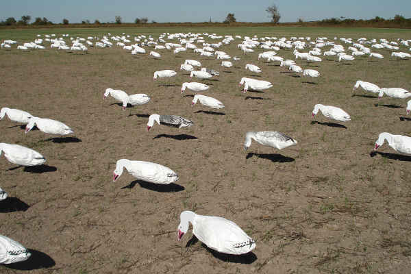 snow-goose-hunting-tactics