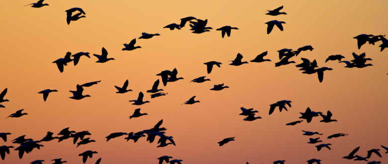 Status of Waterfowl 2018