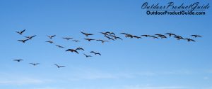 why-wont-geese-land-in-decoys
