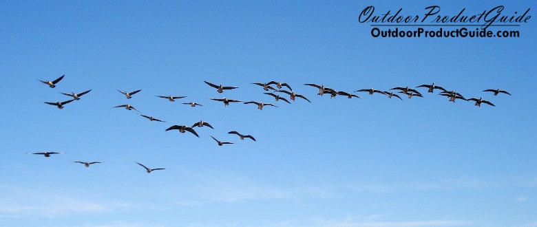 SOLVED: Why won’t geese land in my decoys?