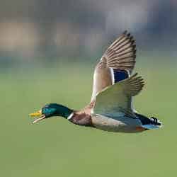 Duck-hunting-facts