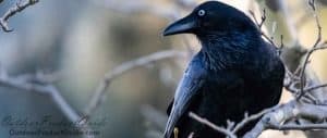 best-ecaller-for-crow-hunting