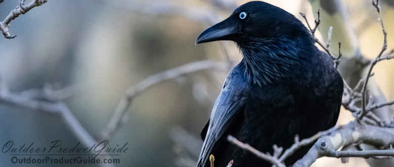 Best E-Caller for Crow Hunting: Our top picks