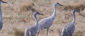 best-sandhill-crane-decoys