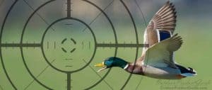 how-to-pattern-a-shotgun-for-waterfowl