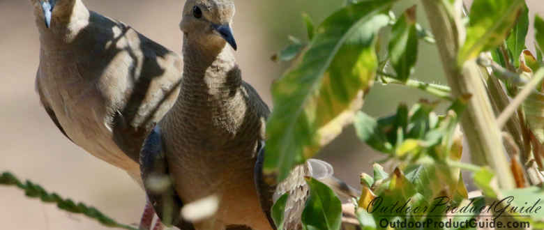 Best Chokes for Dove Hunting on Windy Days