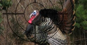 best-choke-for-turkey-hunting-2020