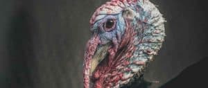 best-turkey-hunting-vest-2020