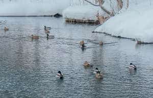 dabbling-ducks-hunting-tips