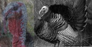 evening-turkey-hunting-tips