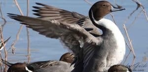 first-week-duck-hunting-opening-day-waterfowl