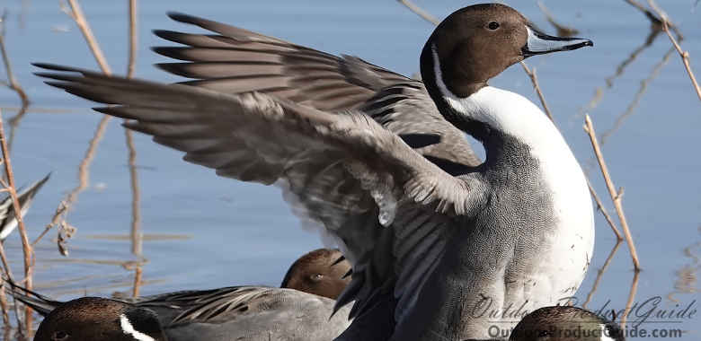 7 Tips for the First Week of Duck Season
