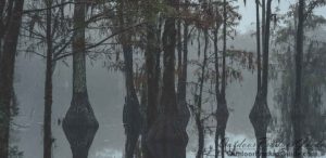 how-to-brush-a-duck-blind