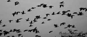 how-to-call-snow-geese