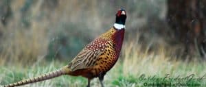 hunting-pheasants-in-the-rain