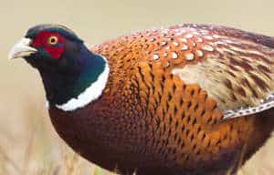 pheasant-hunting-in-the-rain