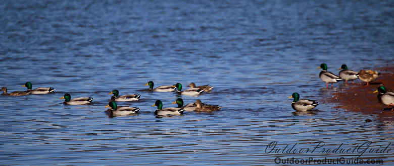 10 Tips for Hunting Dabbling Ducks (2024 Update)