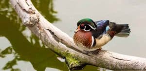 duck-hunting-small-rivers