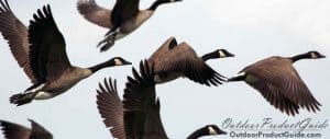 goose-flagging-systems