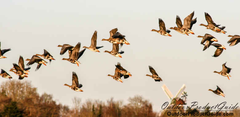 How to Hunt Geese on Big Water Lakes and Rivers