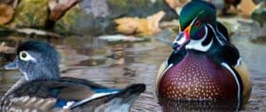 public-duck-hunting