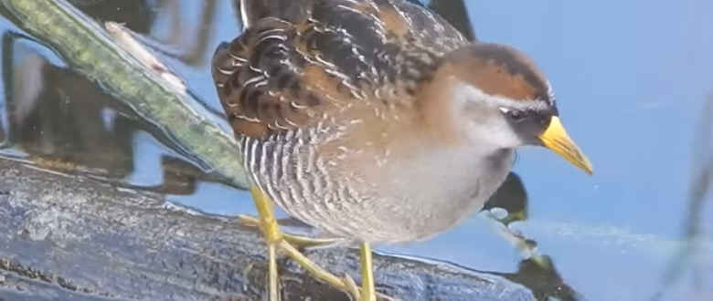 Sora Rail Hunting: What You Need to Know