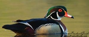 status-of-waterfowl-2019