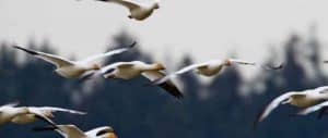 best-snow-goose-windsock-decoy