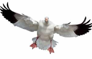 snow-goose-hunting-tips