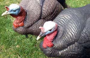 best-turkey-decoys-2021