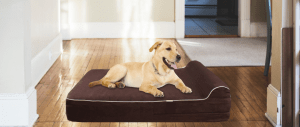 Best_XXL_Dog_Bed_2022